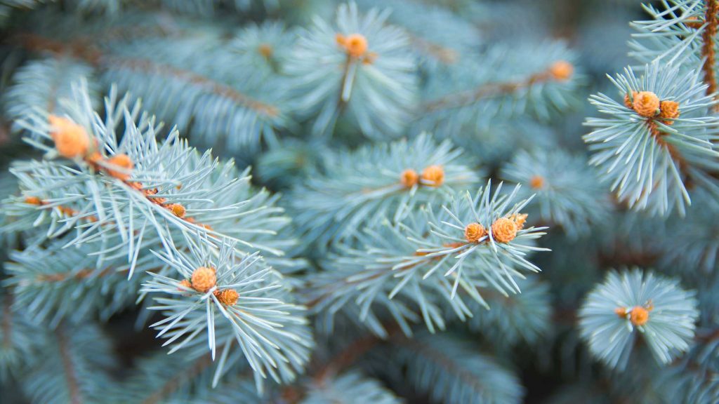 Zbliżenie igieł świerka Glauca Globosa — srebrzysty odcień i drobna struktura.