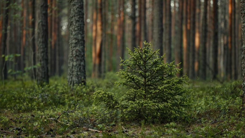 Schemat sadzenia pod świerkiem — rozmieszczenie krzewów, bylin i stref ściółkowania