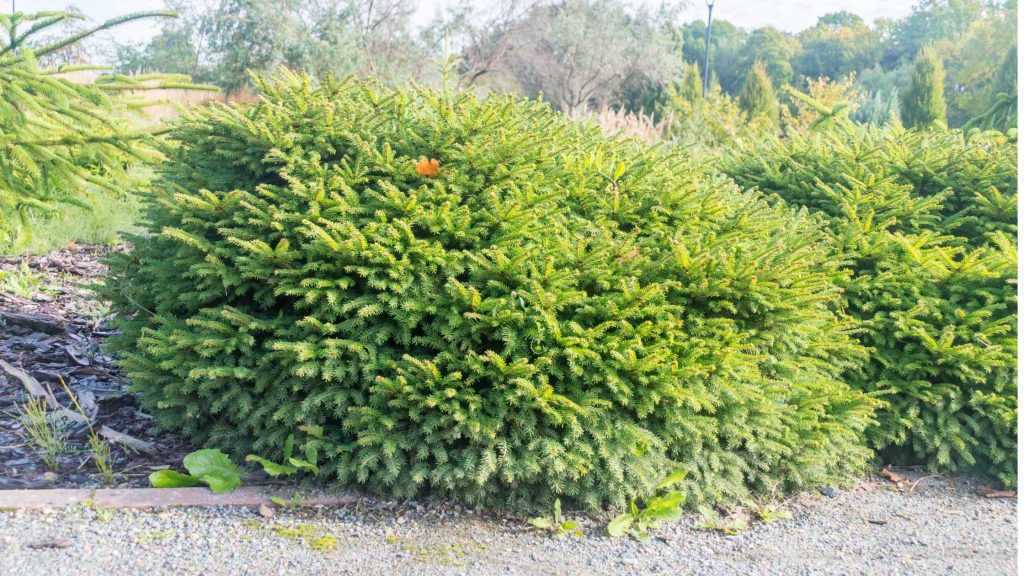 Młody świerk gniazdkowy (Picea abies 'Nidiformis') — niska, kulista sadzonka w doniczce, widok z boku