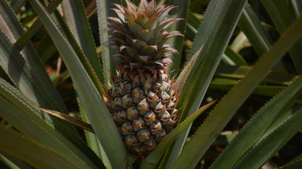 Ananas w fazie wzrostu w domu — roślina doniczkowa na słonecznym parapecie, widoczny pęd i liście