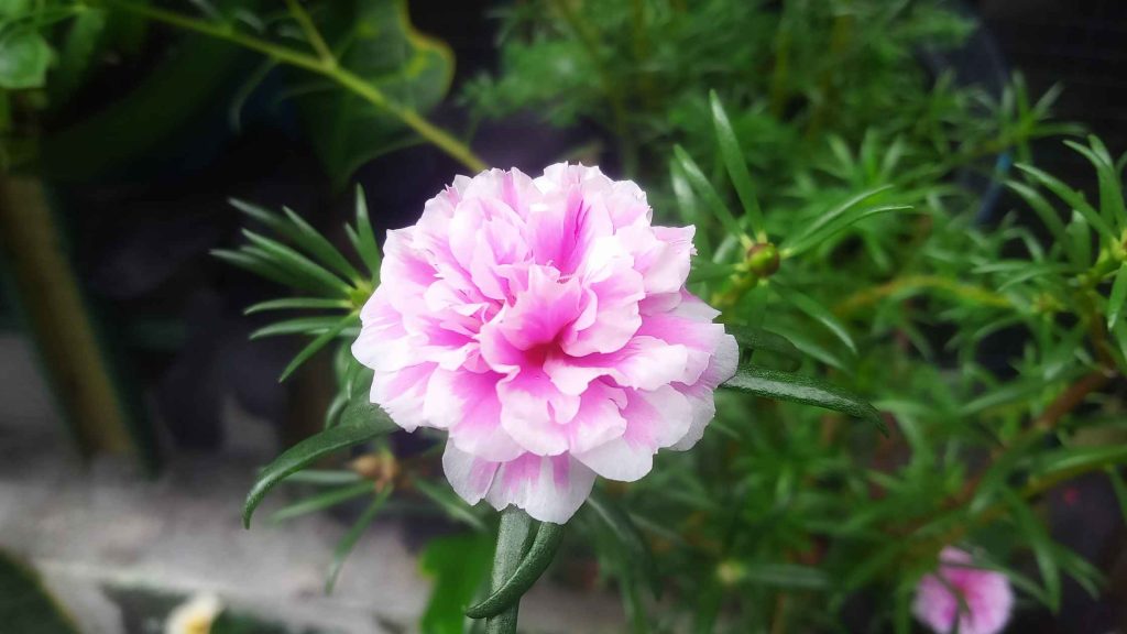 Zbliżenie kwiatu róży stulistnej (Rosa × centifolia) — gęste różowe płatki i pąk.