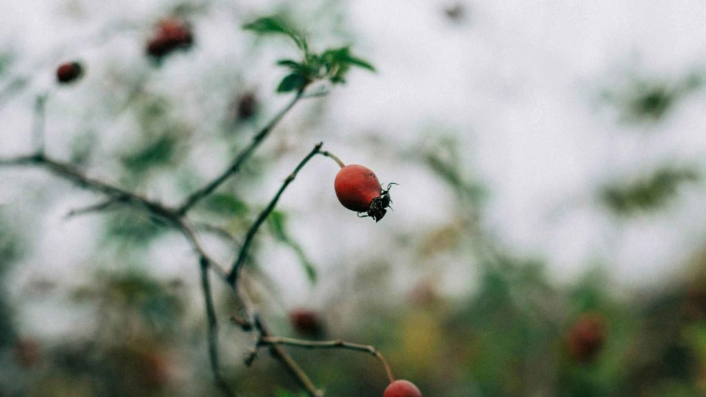 Żywopłot z odmiany Rosa canina — gęste krzewy z czerwonymi owocami (szypułkami) jesienią.