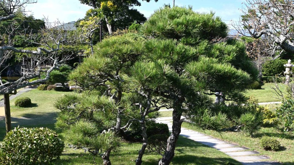Sosna czarna (Pinus nigra) w pełnym wzroście w ogrodzie — ciemnozielone igły i stożkowa korona.