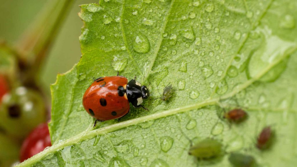 Biedronka siedmiokropka polująca na mszyce na liściu porzeczki jako naturalna ochrona