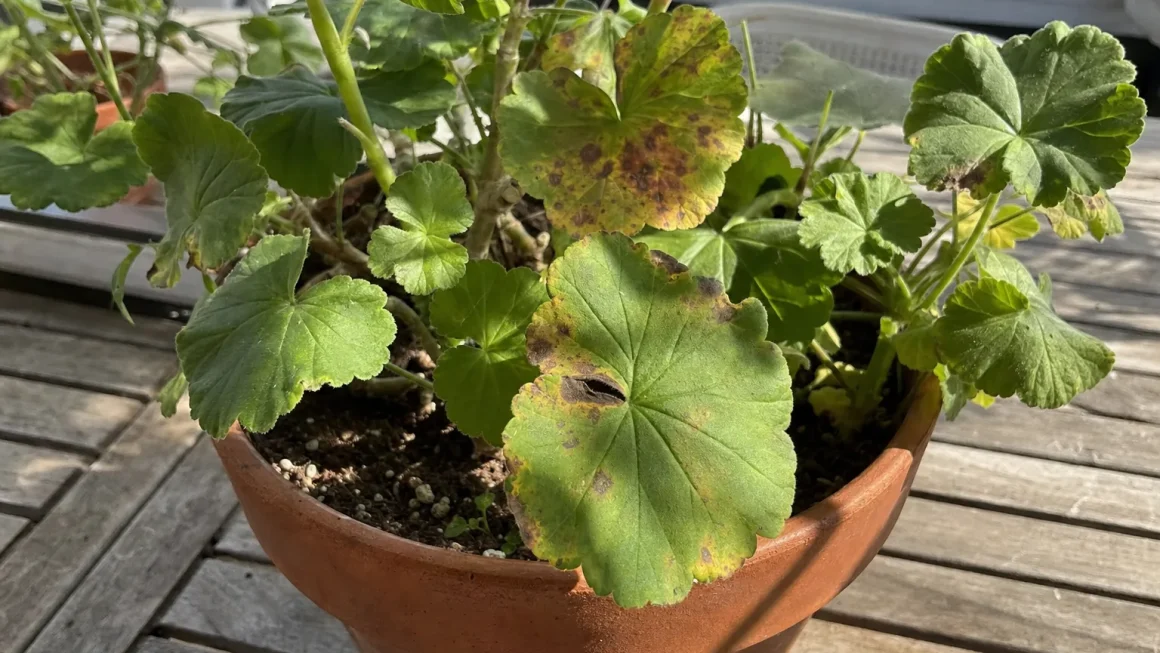 Choroby pelargonii zdjęcia – rozpoznaj problem zanim zniszczy roślinę