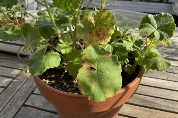 Choroby pelargonii zdjęcia – rozpoznaj problem zanim zniszczy roślinę