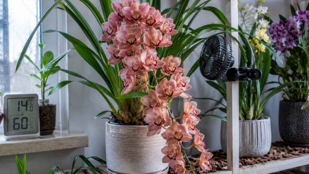 Cymbidium w chłodnym pomieszczeniu z wentylatorem zapewniającym cyrkulację powietrza jako profilaktyka chorób