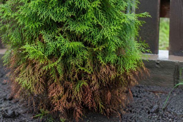 Choroby grzybowe iglaków zdjęcia – rozpoznawanie po zdjęciach i skuteczne leczenie