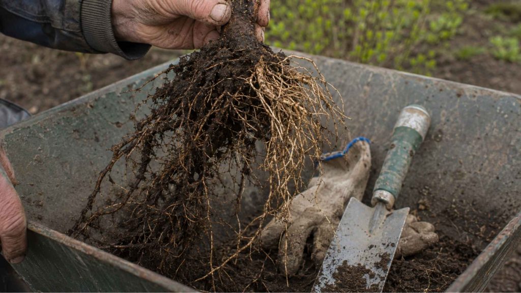 Inspekcja systemu korzeniowego wykopanej jagody kamczackiej w celu wykrycia zgnilizny Phytophthora