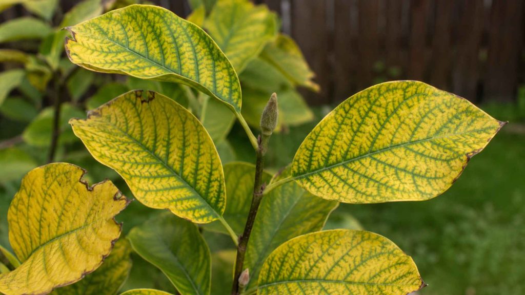 Chloroza magnolii – żółknięcie blaszek liściowych między zielonymi nerwami przy zbyt wysokim pH