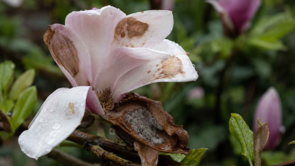 Szara pleśń Botrytis cinerea na płatkach kwiatu magnolii z widocznym szarym puszystym nalotem