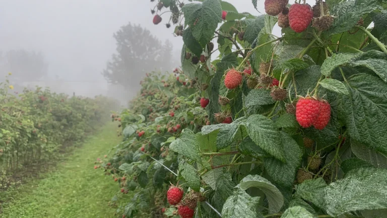 Plantacja malin jesiennych we mgle porannej z widocznymi dojrzałymi owocami i wilgocią na liściach
