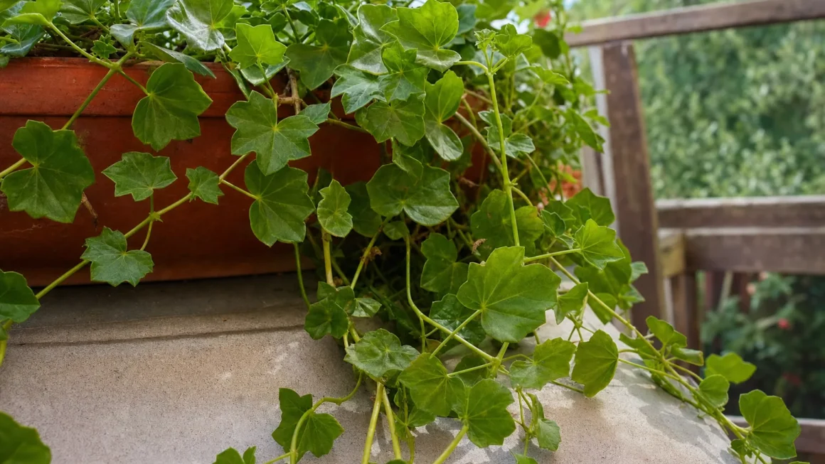 Choroby pelargonii bluszczolistnej – objawy, przyczyny i skuteczne zwalczanie