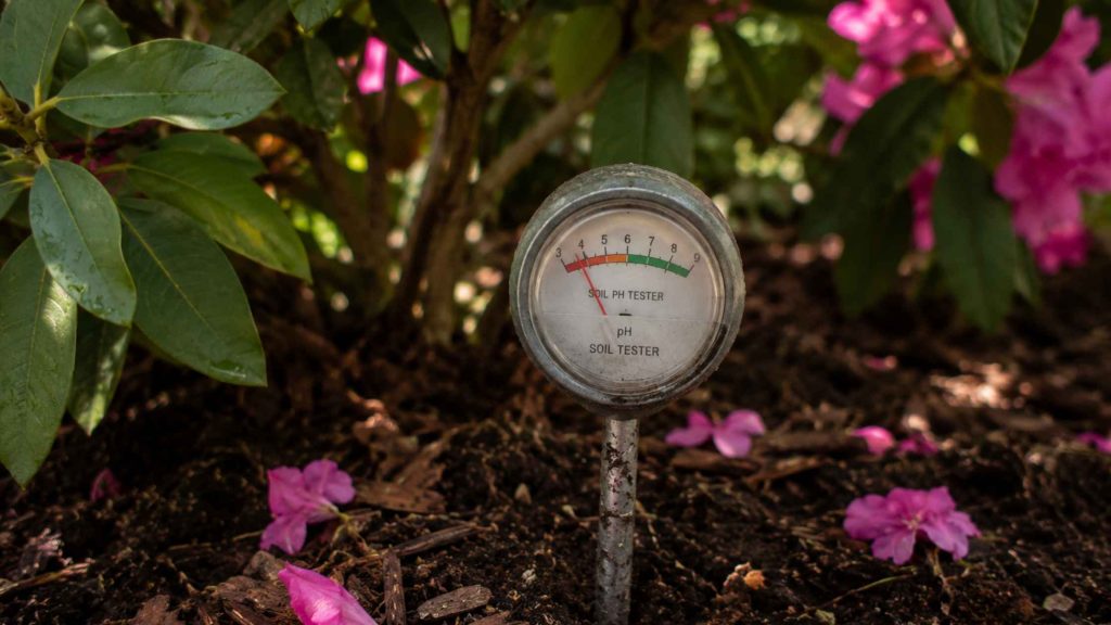 Pomiar pH gleby kwasomierzem w strefie korzeniowej rododendronu