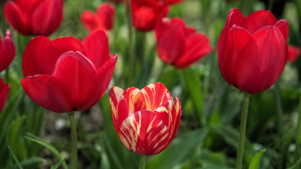 Charakterystyczne kremowo-białe smugi pstrości wirusowej na czerwonych płatkach tulipana