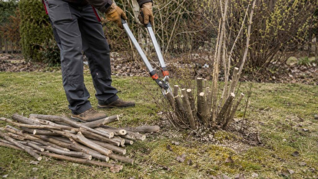 Radykalne cięcie odmładzające starego perukowca wczesną wiosną nożycami do gałęzi przy 40 cm od ziemi