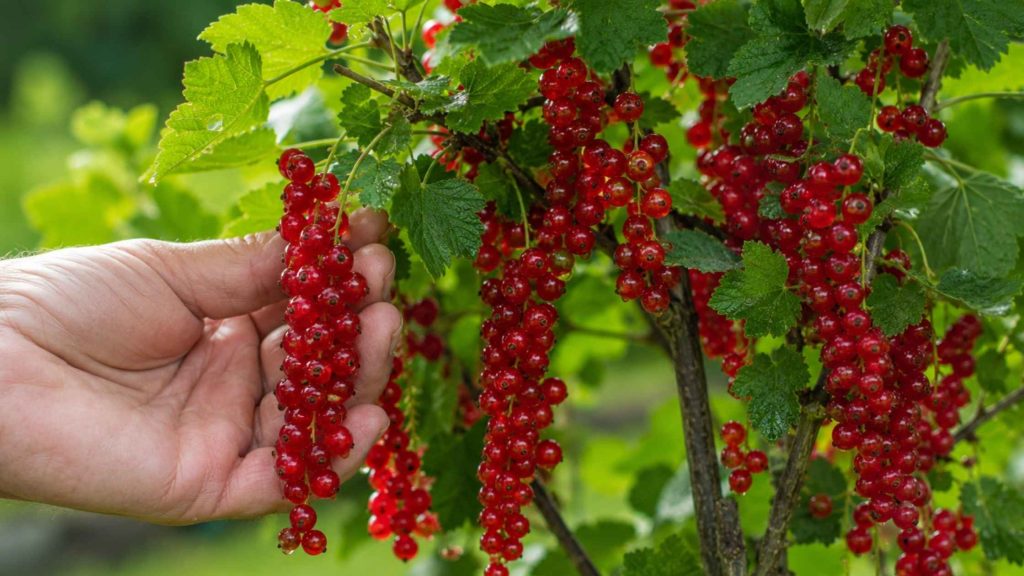 Długie grona dojrzałych czerwonych porzeczek jako efekt prawidłowego corocznego przycinania krzewu