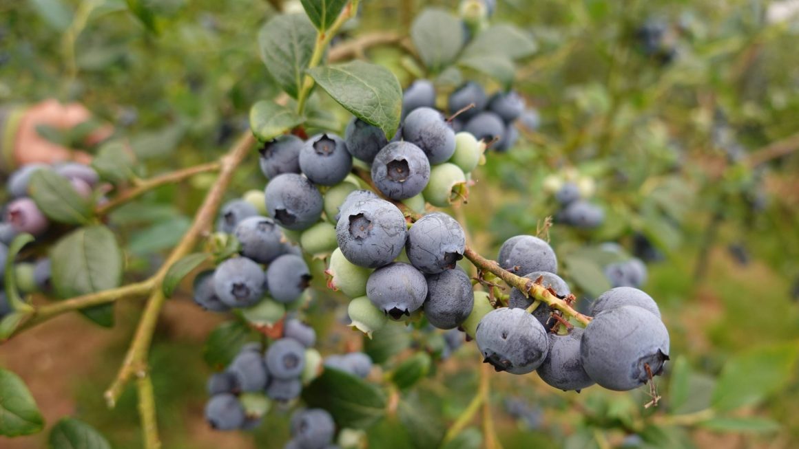 Kiedy przycinać borówkę amerykańską — najlepszy termin i instrukcja krok po kroku