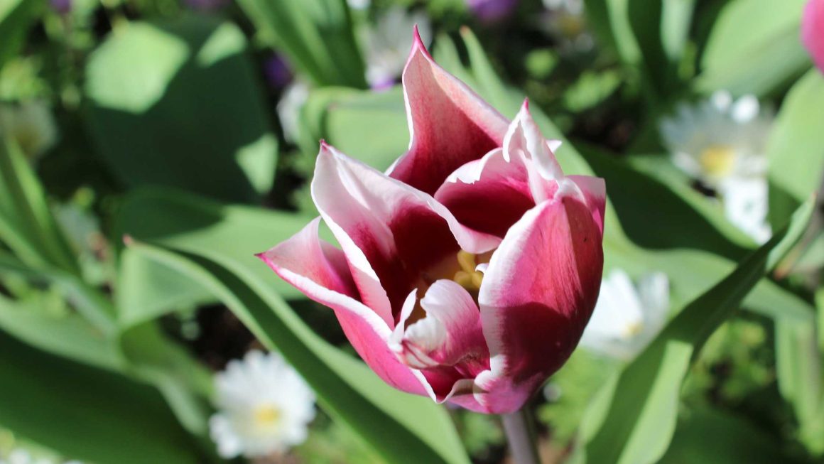 Tulipan Ballerina — cechy, uprawa i porady praktyczne