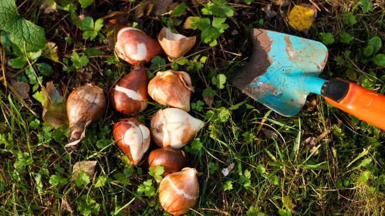 Cebulka tulipana — zbliżenie, widoczna łuska i korzeń gotowa do sadzenia
