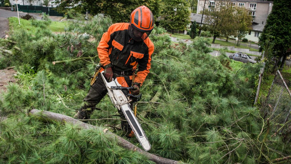 Przycinanie świerków od dołu — kompletny poradnik