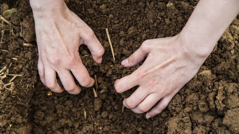 Nasadzenia pod świerkiem: funkie, paprocie i barwinek tworzą gęstą, zieloną okrywę