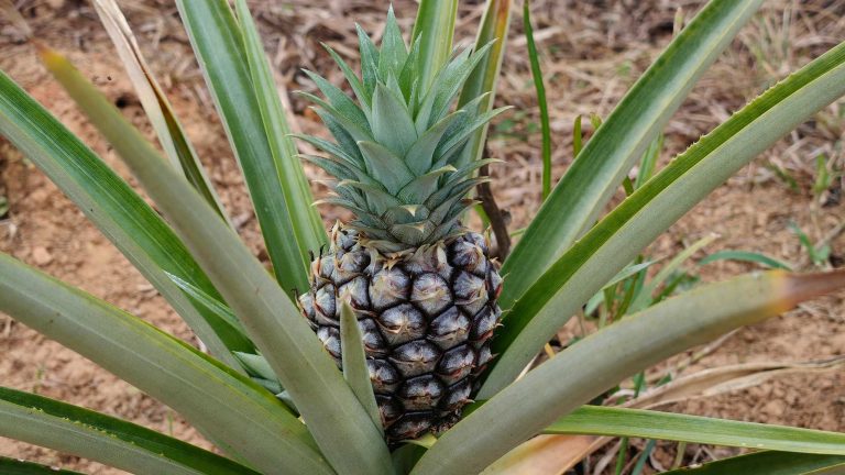 Młody ananas rosnący w doniczce — zielona korona i pierwsze liście, etap ukorzeniania