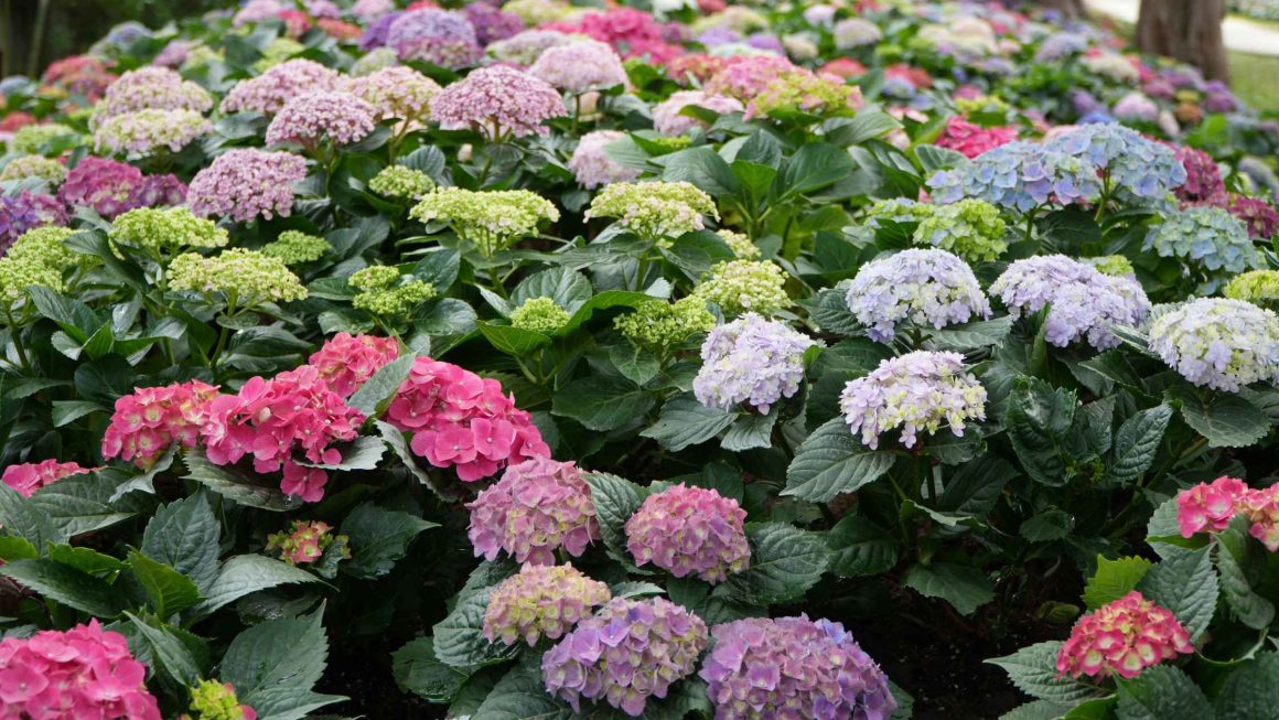 Chloroza hortensji — jak rozpoznać, leczyć i zapobiegać żółknięciu liści
