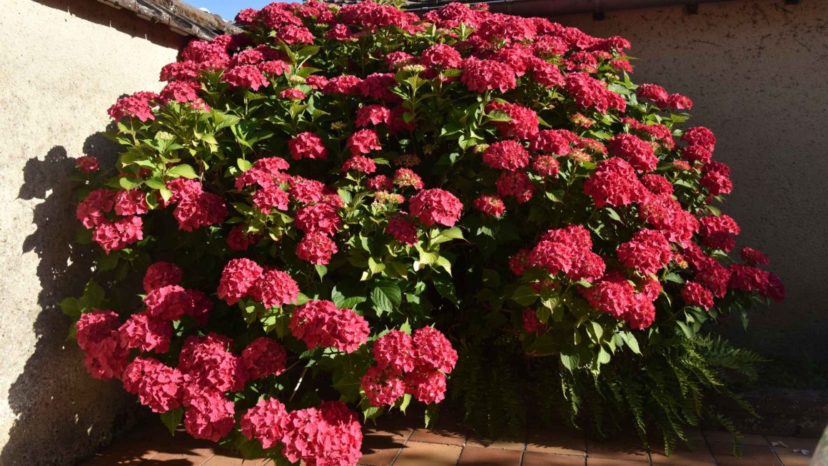Hortensja 'Hot Red’ — pełny opis odmiany, porady sadzenia i pielęgnacji krok po kroku