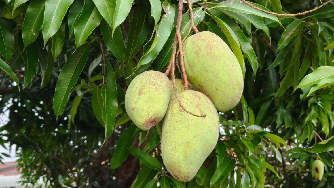 Jak posadzić mango – wpis blogowy