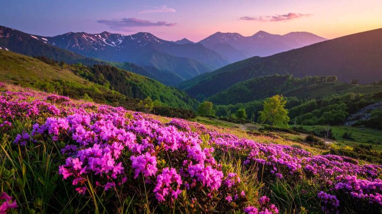 Różanecznik alpejski (Rhododendron ferrugineum) — zbliżenie liścia i różowych kwiatów charakterystycznych dla gatunku.