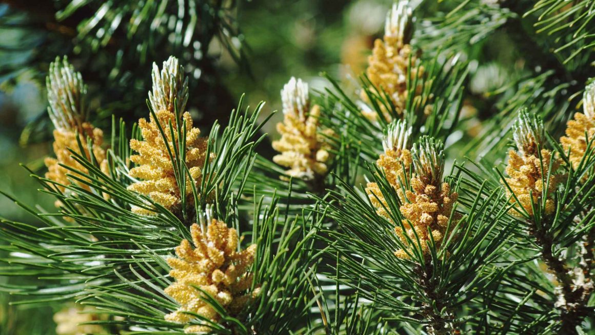 Sosna kosodrzewina Pumilio (Pinus mugo 'Pumilio’) — opis, pielęgnacja i zastosowanie