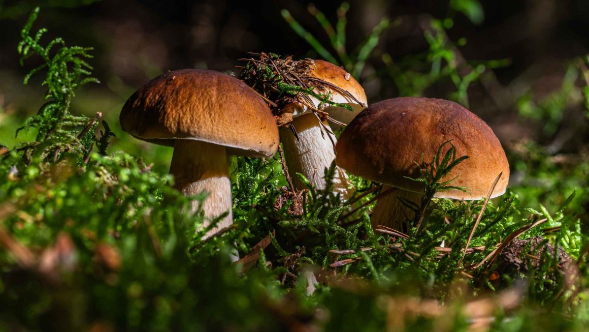 Skup grzybów cena. Ile można dostać za kilogram grzybów i od czego zależy stawka?