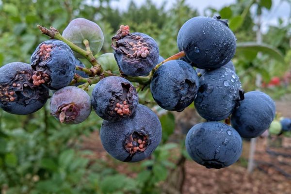 Borówka amerykańska choroby – kompletny przewodnik dla uprawy bez strat plonu