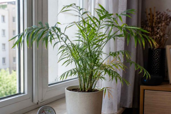 Chamedora choroby – kompletny przewodnik rozpoznawania i leczenia infekcji palmy koralowej