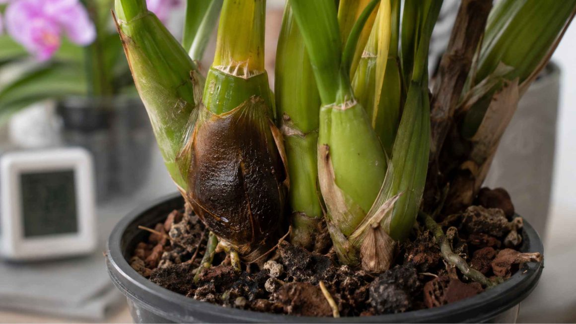 Cymbidium choroby – rozpoznawanie, leczenie i skuteczna profilaktyka