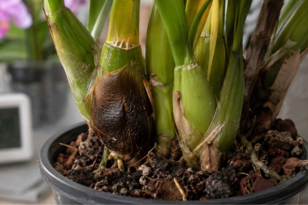 Cymbidium choroby – rozpoznawanie, leczenie i skuteczna profilaktyka