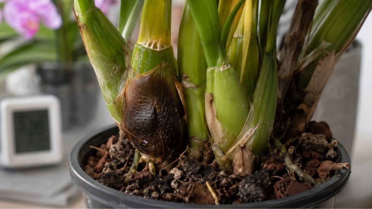 iemne wodniste plamy u podstawy pseudobulwy cymbidium – objaw fytoftorozy