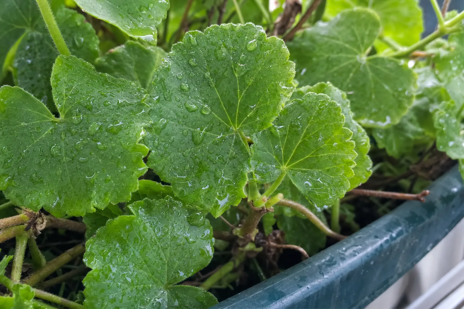 Grube, mięsiste liście pelargonii bluszczolistnej z woskową powierzchnią