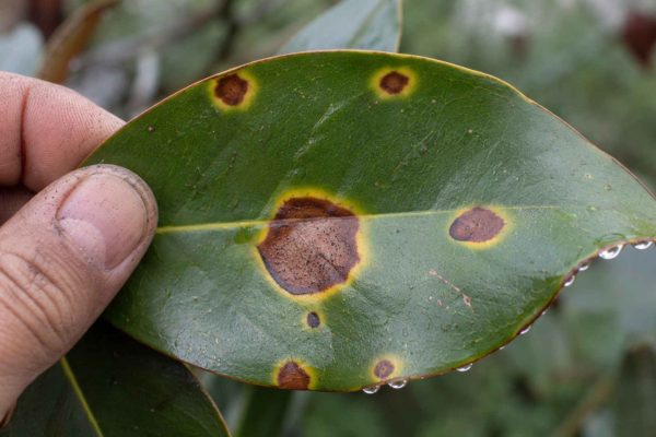 Choroby magnolii – zdjęcia objawów i pewna identyfikacja problemów