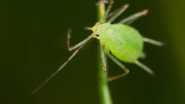 Naturalny wywar z czosnku na mszyce w opryskiwaczu ogrodowym