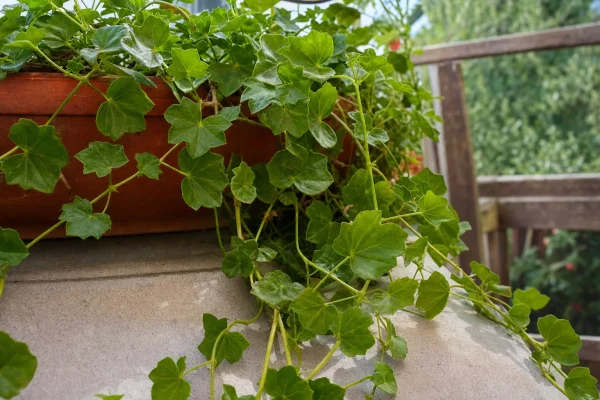 Choroby pelargonii bluszczolistnej – objawy, przyczyny i skuteczne zwalczanie