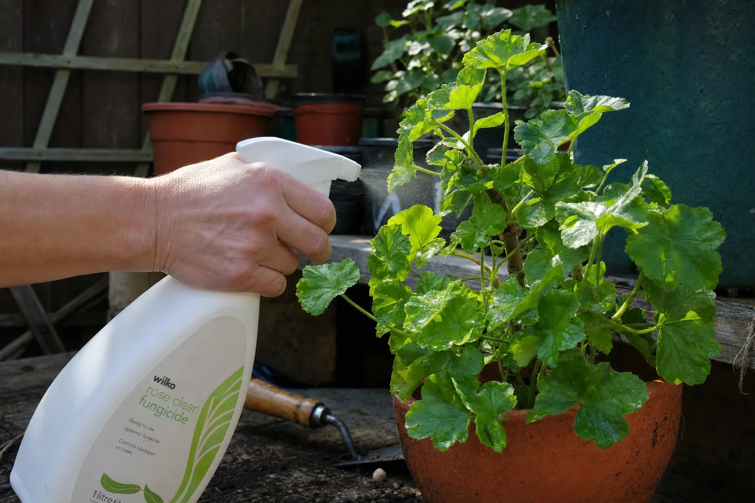 Oprysklwanie pelargonii preparatem ochronnym – pielęgnacja zapobiegająca chorobom