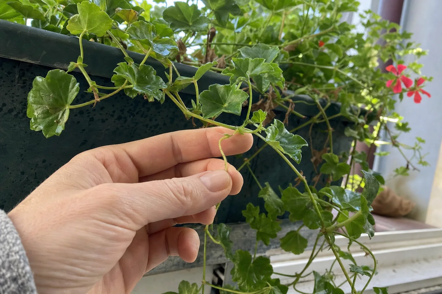 Pielęgnacja i kontrola pelargonii bluszczolistnej - profilaktyka chorób