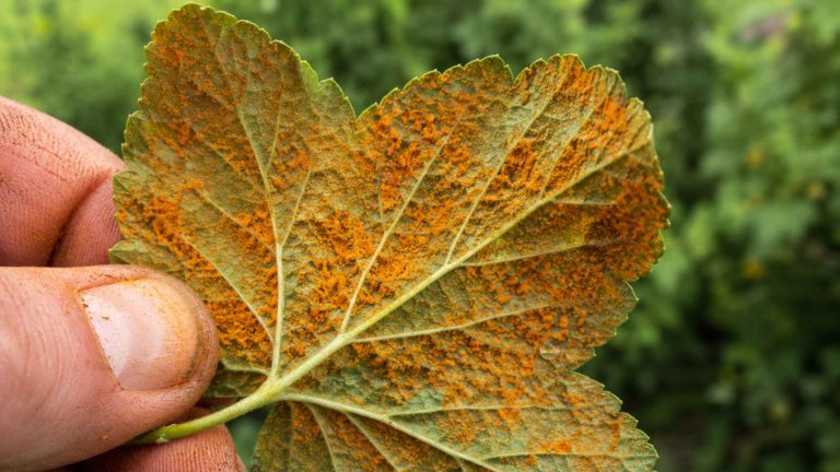 Pomarańczowe pylące skupiska urediniospor na spodniej stronie liścia porzeczki czarnej