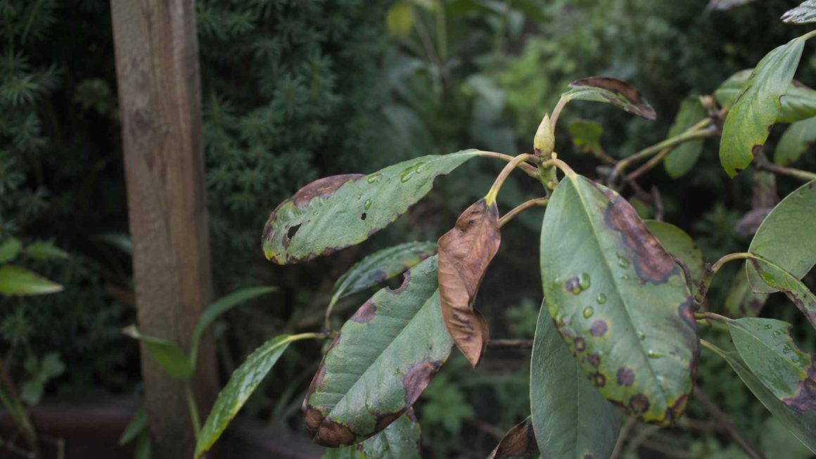 Rododendron: choroby i brązowienie liści – diagnostyka, mechanizmy, skuteczne leczenie