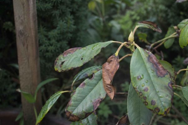 Rododendron: choroby i brązowienie liści – diagnostyka, mechanizmy, skuteczne leczenie