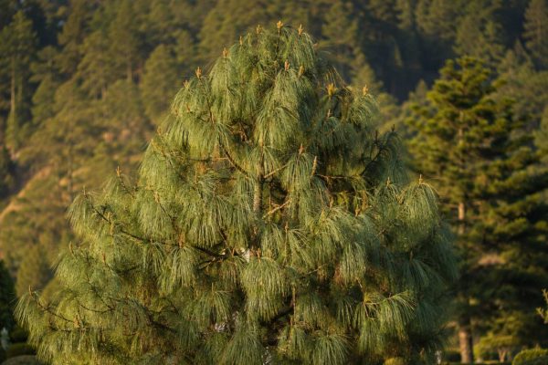 Sosna himalajska — choroby i szkodniki. Jak rozpoznać problem i uratować Pinus wallichiana?