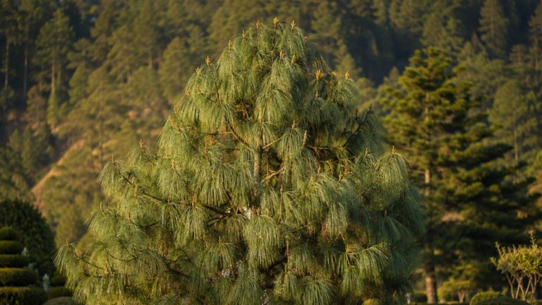 Sosna himalajska Pinus wallichiana w ogrodzie — dorodny okaz z długimi, zwisającymi igłami