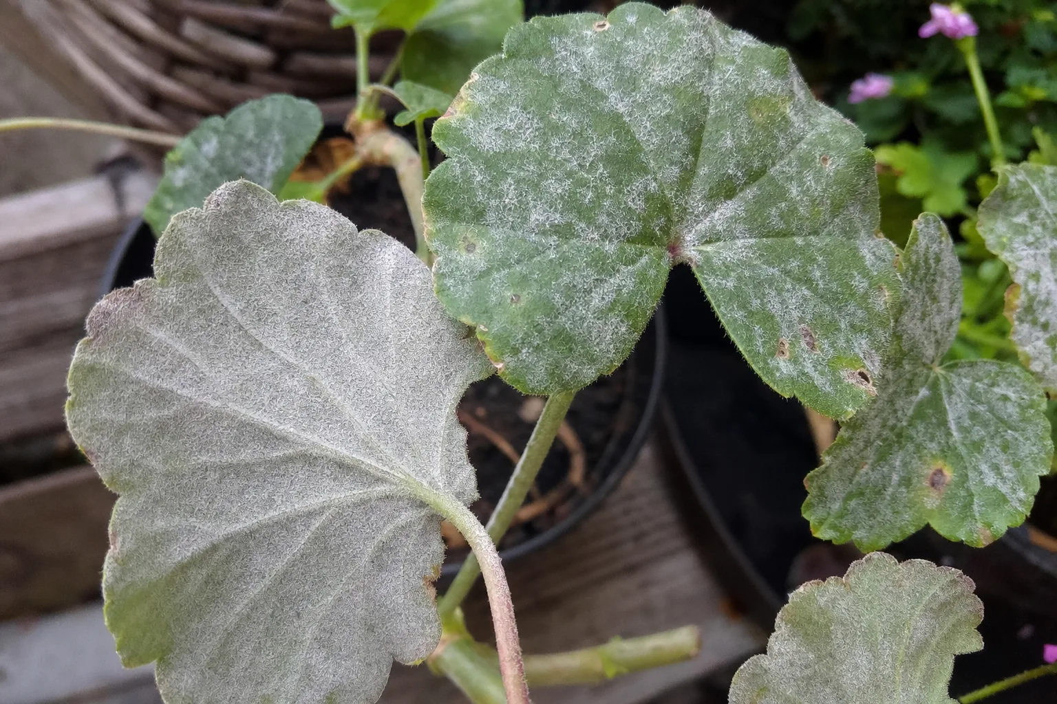 Nalot na liściach pelargonii – porównanie objawów szarej pleśni i mączniaka
